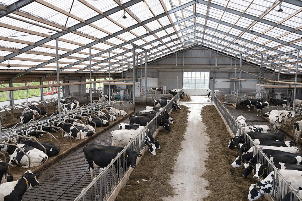 cattle farm