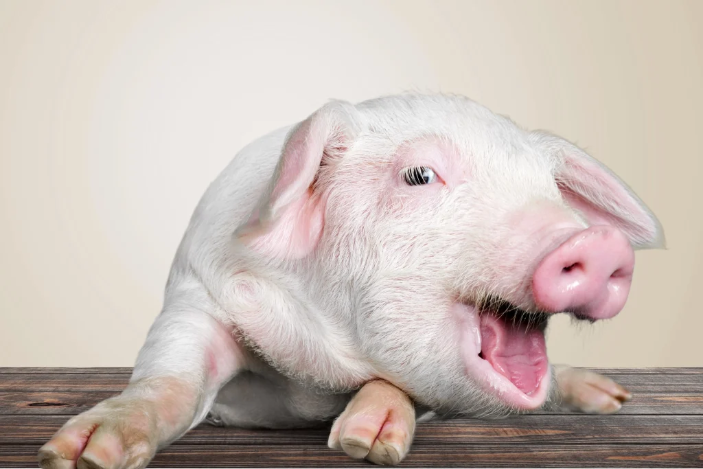 pig